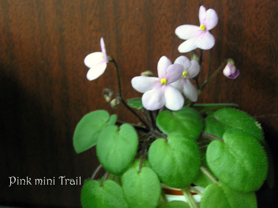 Pink mini Trail.jpg