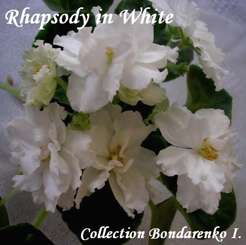 Rhapsody in White3.JPG