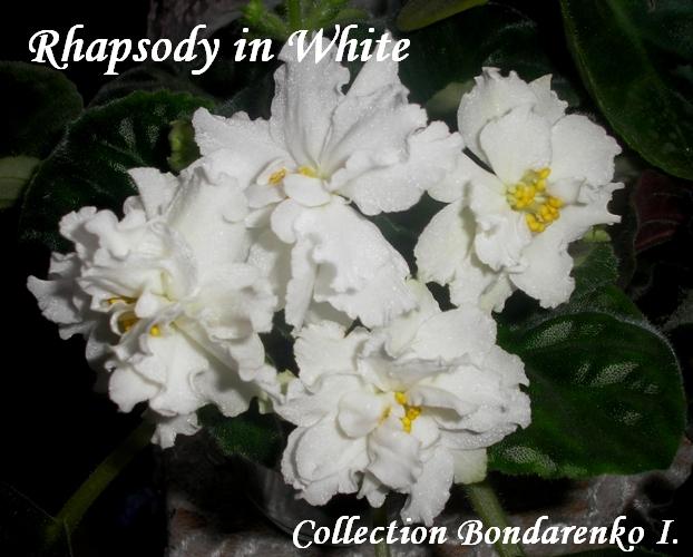 Rhapsody in White.JPG