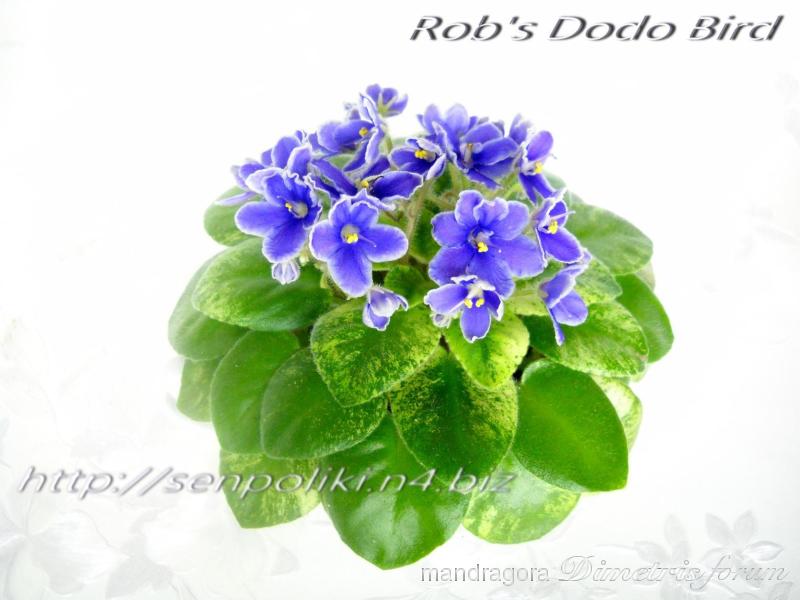 Rob's Dodo Bird 2.jpg