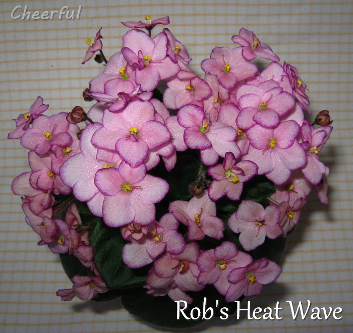 robs heat wave 23.01.16.JPG