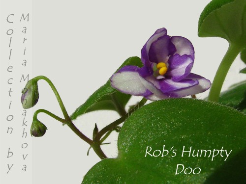 Rob's Humpty Doo.JPG