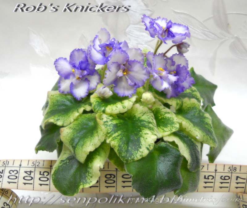 Rob’s Knickers.jpg