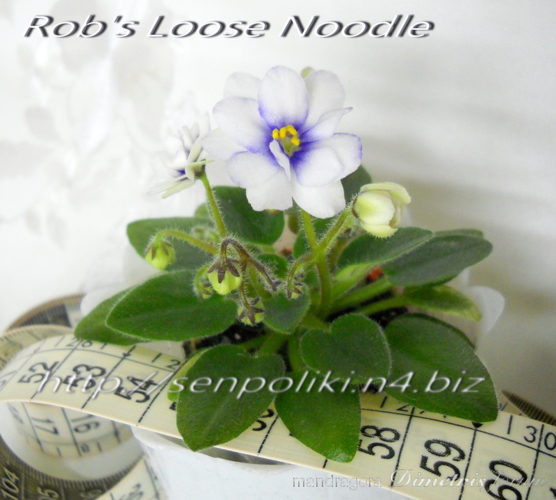 Rob's Loose Noodle.jpg