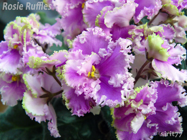 rosie-ruffles-P1040679.jpg