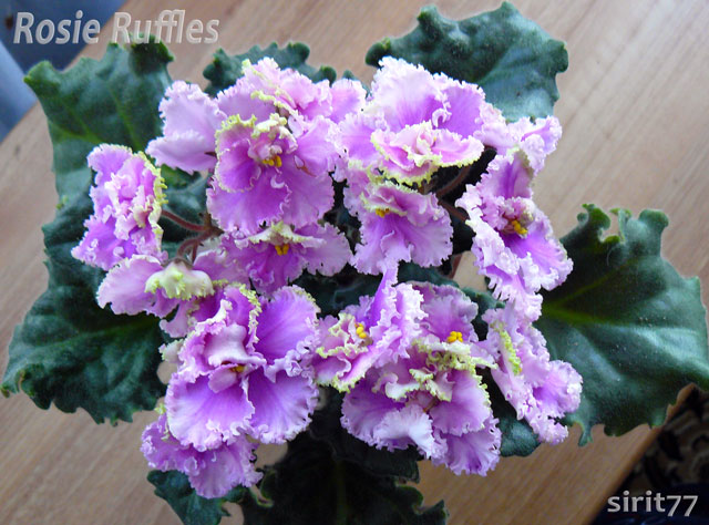 rosie-ruffles-P1040983.jpg