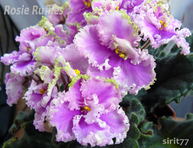 rosie-rufles-P1040983.jpg