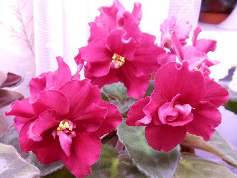 RSCN0685.jpg