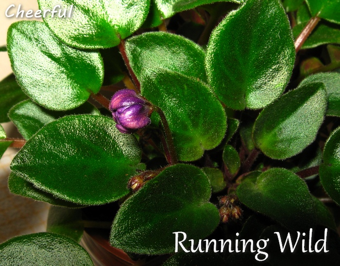 running wild 12.05.15 3.jpg