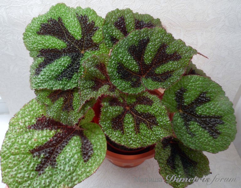 SAM_2248 Begonia masoniana 'Iron Cross'.jpg