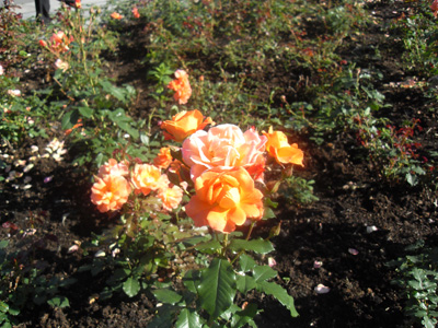 SDC11111.JPG