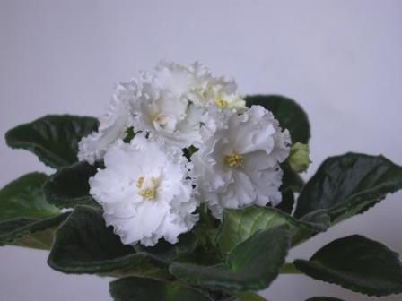 SG103995t.JPG