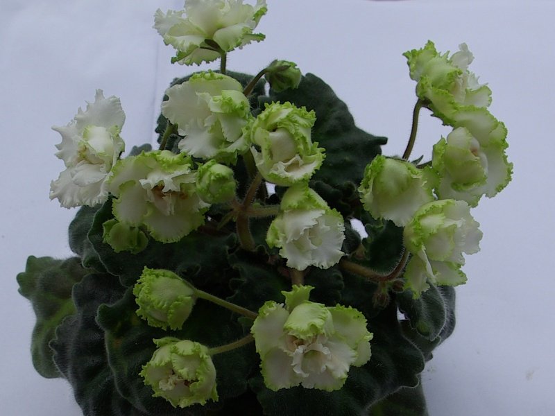 SG109314r.JPG