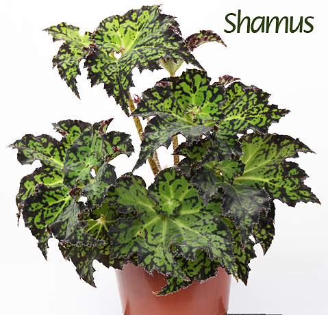 Shamus2++.jpg