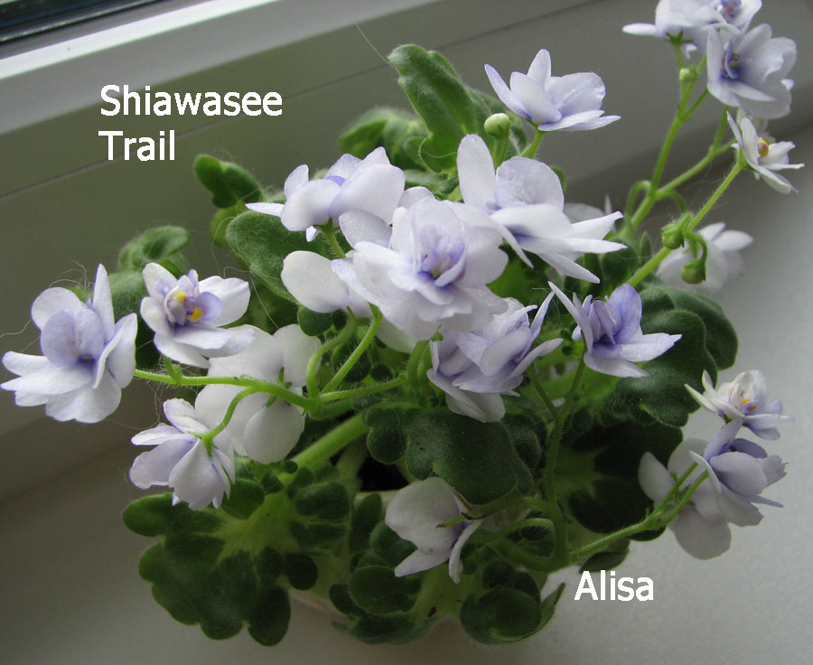 shiawasee_trail.jpg