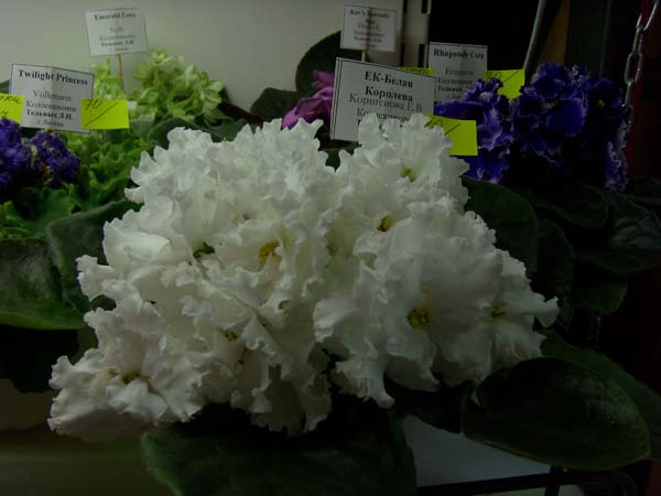 SI850528.JPG