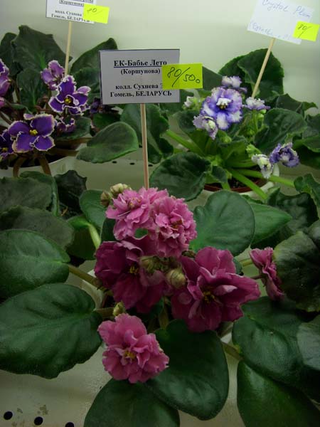 SI850533.jpg