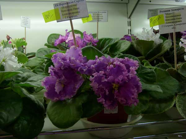 SI850539.JPG