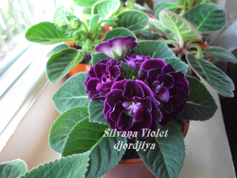 Silvana Violet ..JPG