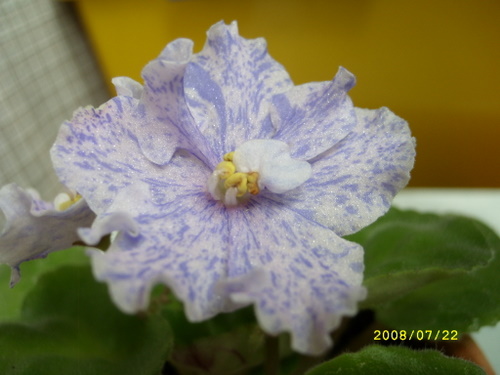 SL270004.JPG