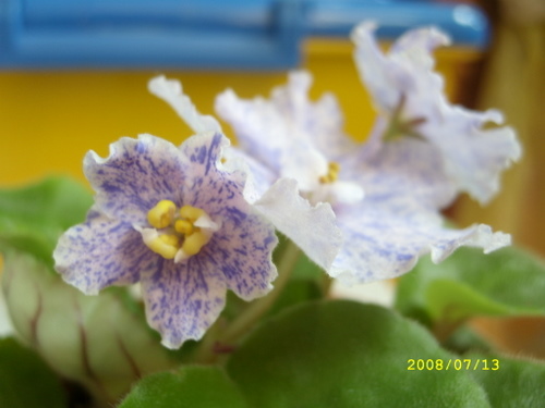 SL270125.JPG