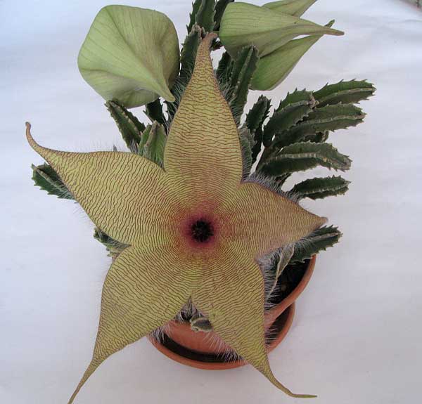 Stapelia gigantea-309.jpg