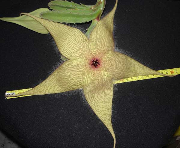 Stapelia giganteaDSC07955.jpg