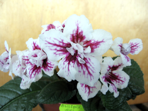 Streptokarpus.jpg