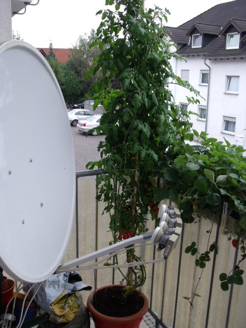 Swet 012.jpg