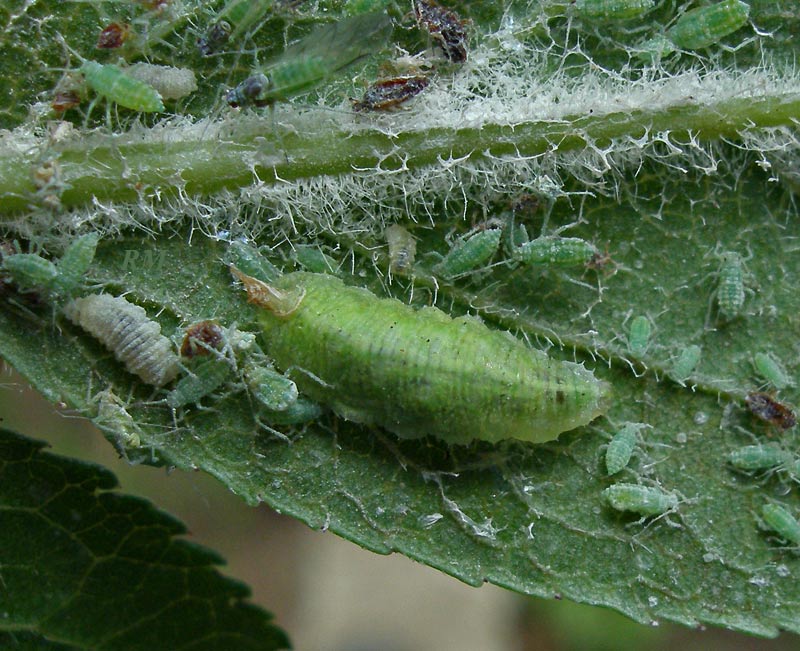 Syrphidae2.jpg