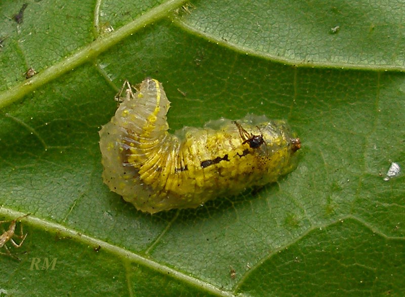 Syrphidae5.jpg