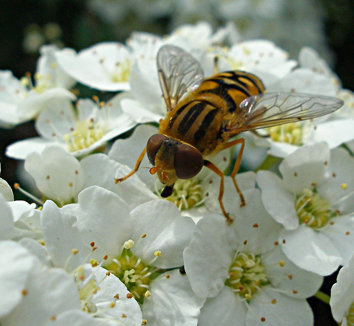 Syrphidae6.jpg