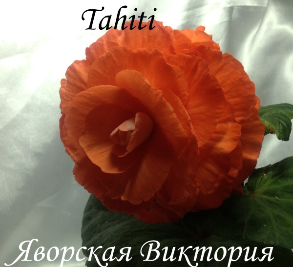 Tahiti — копия.jpg