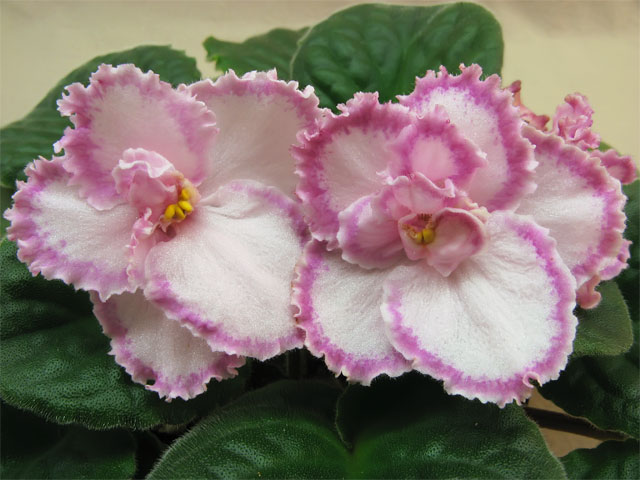 Tomorrow_Pink_Ice-009(botanik).jpg