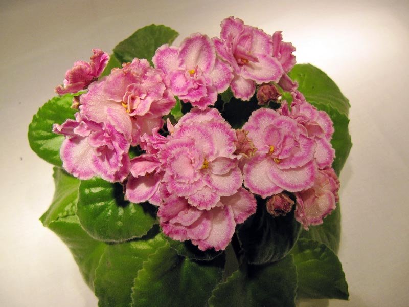 Tomorrow's Pink Ice1.jpg