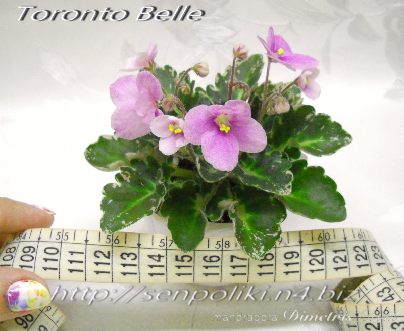 Toronto Belle.jpg