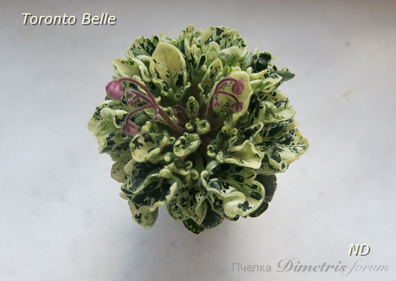 Toronto Belle 4.JPG