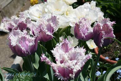 tulp copy.jpg