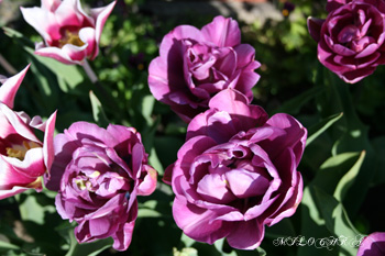 TULP VIOL copy.jpg