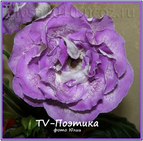 TV_Poetika2222.jpg