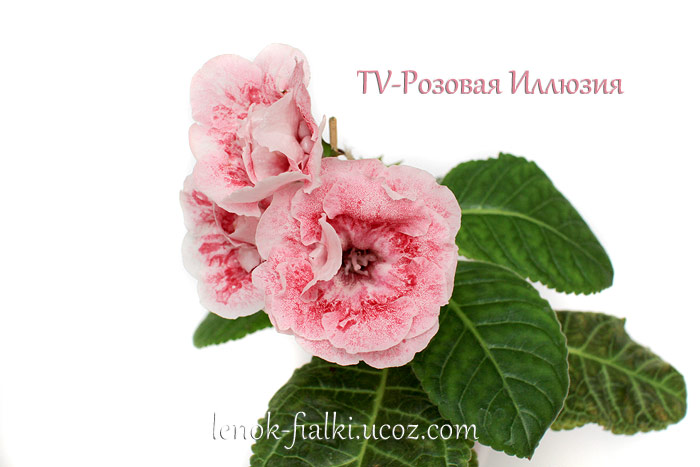 tv-rozovaya-illyuziya-(2).jpg