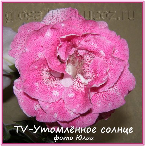 TV_utom_sonze_2222.jpg