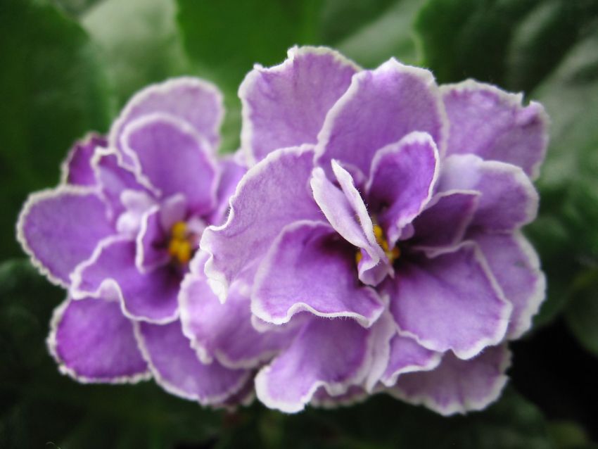 Ultra Violet Nebula_6412.jpg