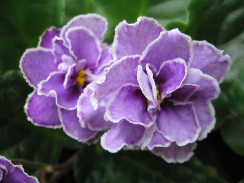 Ultra Violet Nebula_6414.jpg