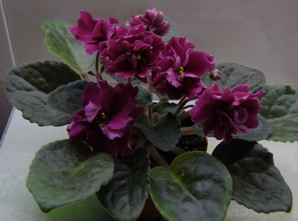 Velvet Pansies1.jpg