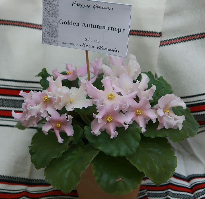 Vis0809032.jpg
