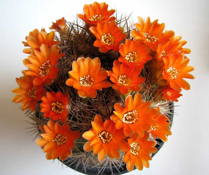 Weingartia trollii 021.jpg