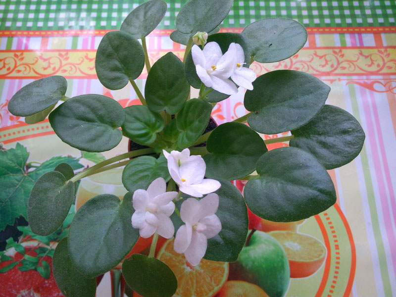 White-Robi.jpg