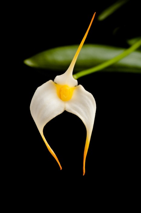 masdevallia.jpg