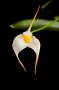 песочница:masdevallia.jpg